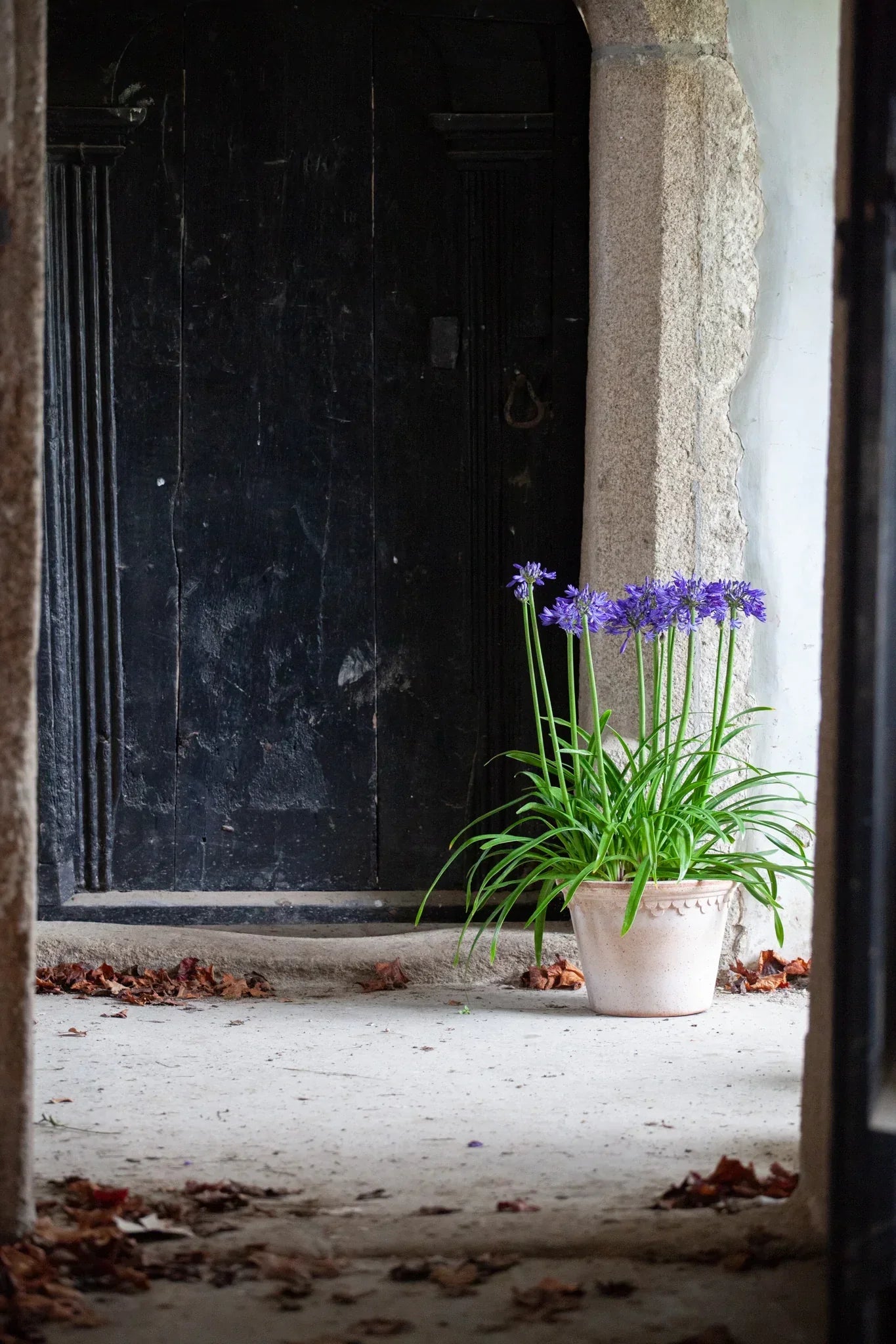 Agapanthus Navy Blue
