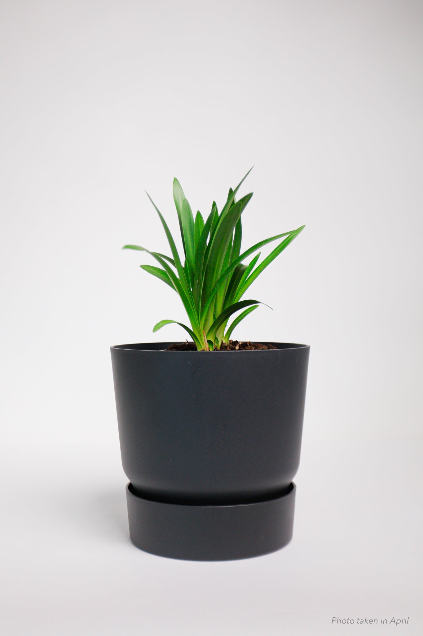 Agapanthus Black Buddhist