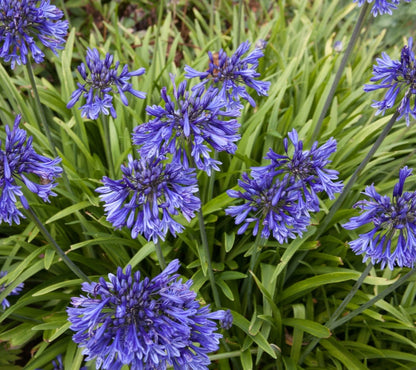 Agapanthus Black Buddhist