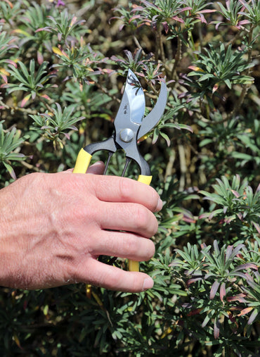 Niwaki GR Pro Secateurs