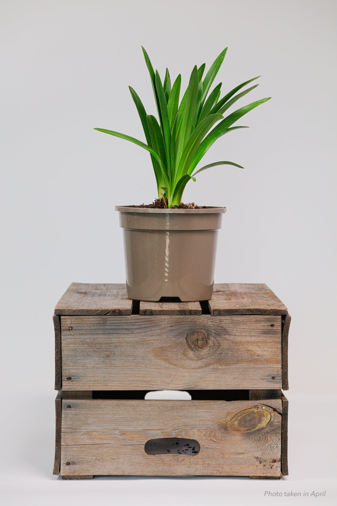 Agapanthus Black Buddhist