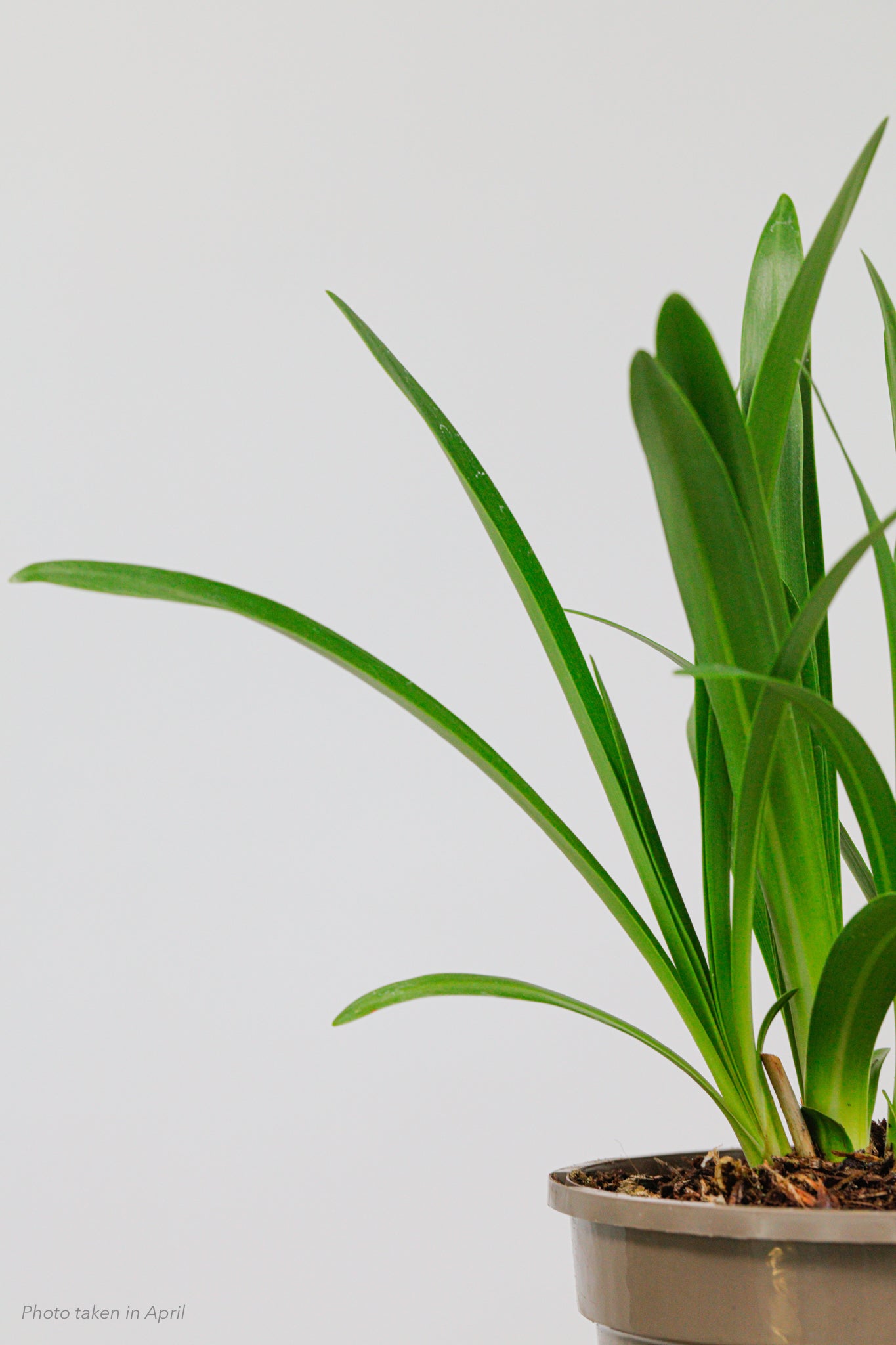 Agapanthus Black Buddhist