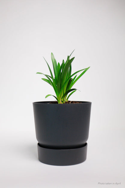 Agapanthus Black Buddhist